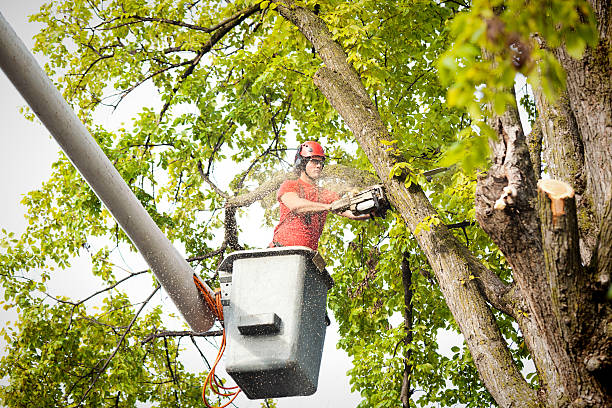 The Steps Involved in Our Tree Care Process in Belton, TX